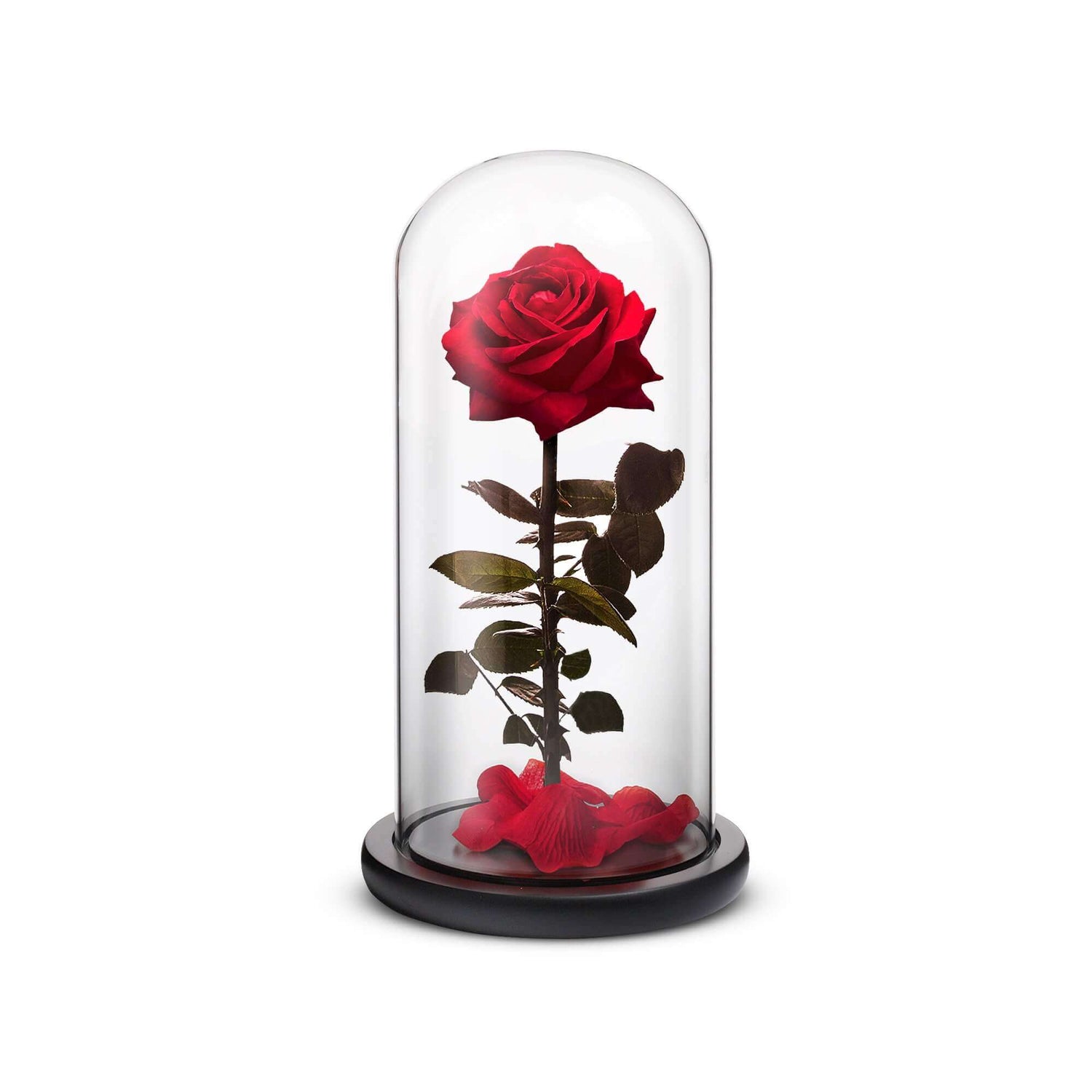 Everlasting Roses | ROSEPHORIA