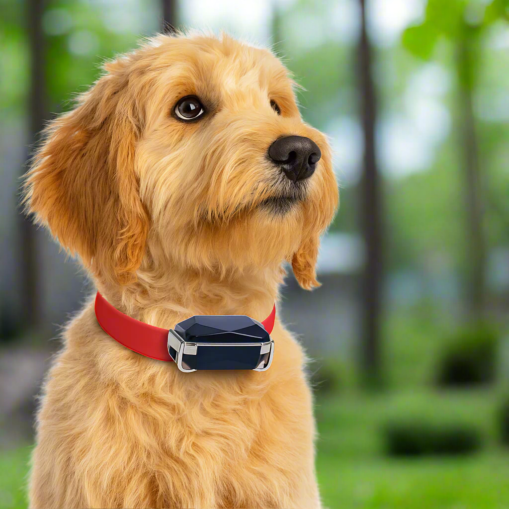 GPS Cat Tracker Collar | Real-Time Tracking with Mobile App 2